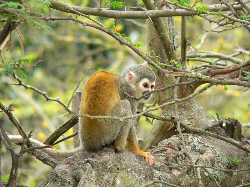 Mono ardilla común (Saimiri sciureus)