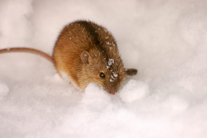 Мышь полевая (Apodemus agrarius)