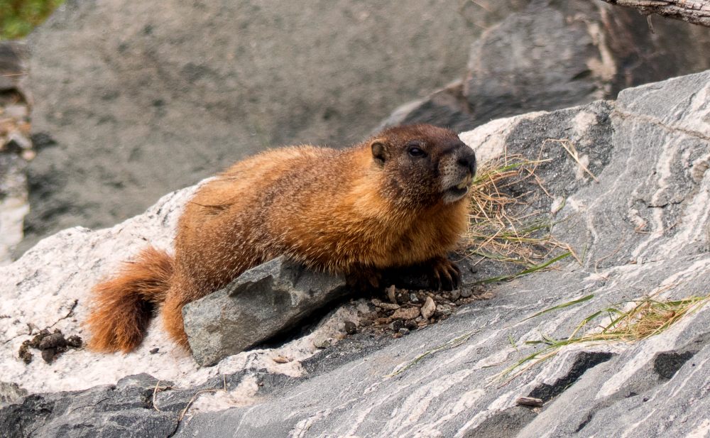 Marmotte à ventre jaune (Marmota flaviventris)
