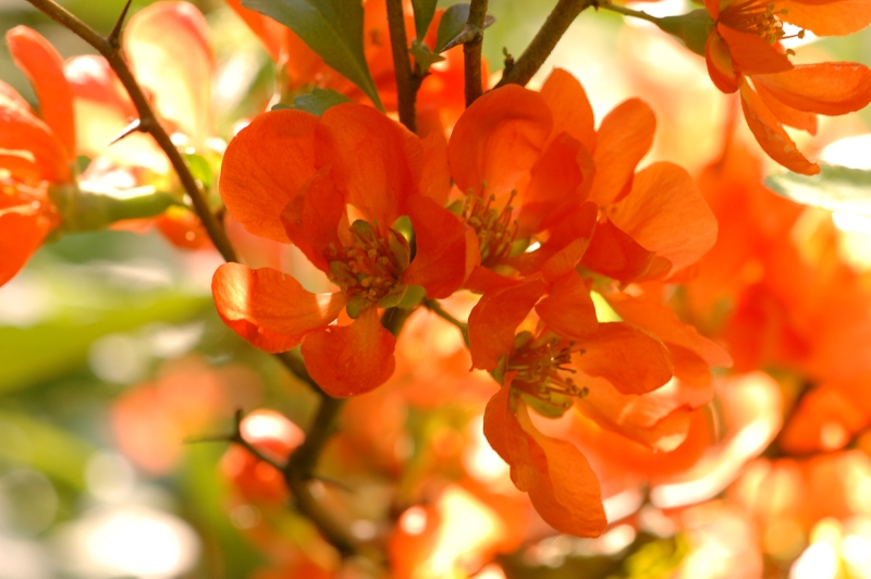 Maule's Quince or Japanese Quince (Chaenomeles japonica)
