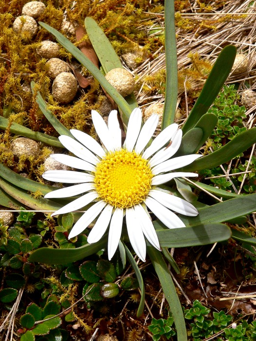 Вернерия (Werneria nubigena)