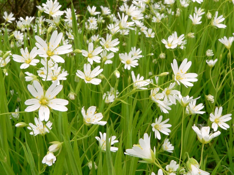 Звездчатка ланцетолистная (Stellaria holostea)