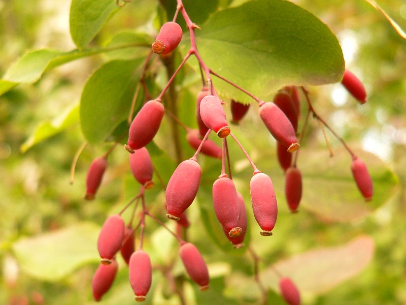 Барбарис (Berberis vulgaris)