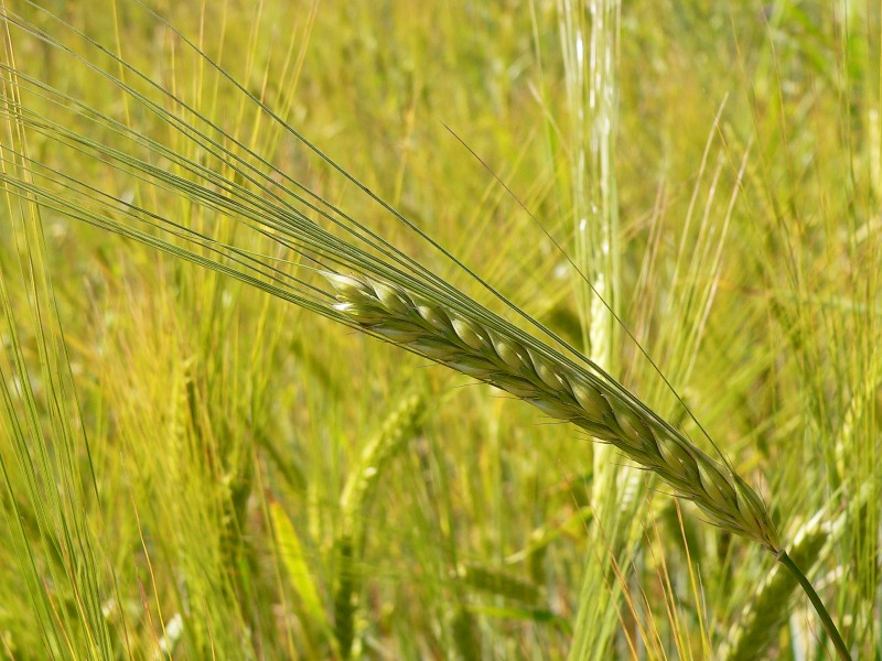 Two-Rowed Barley (Hordeum distichon)
