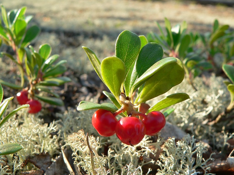 Bearberry (Arctostaphylos uva-ursi)