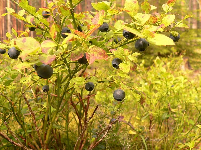 Common Bilberry (Vaccinium myrtillus)