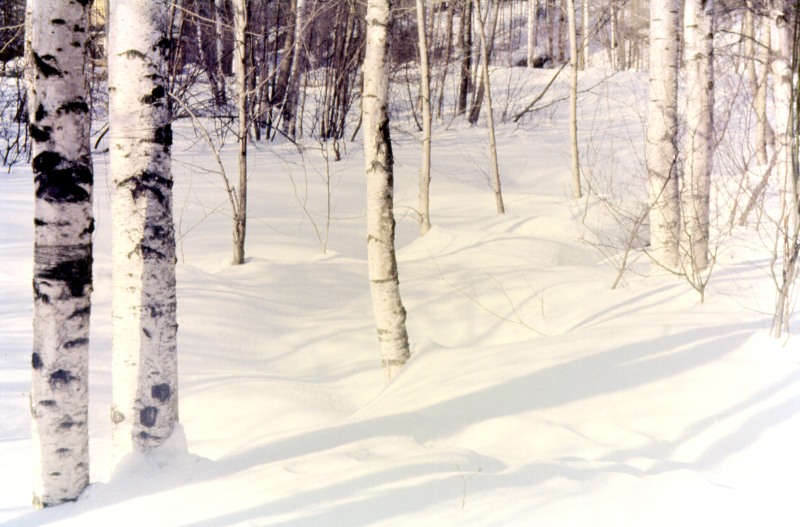 Зимний берёзовый лес
