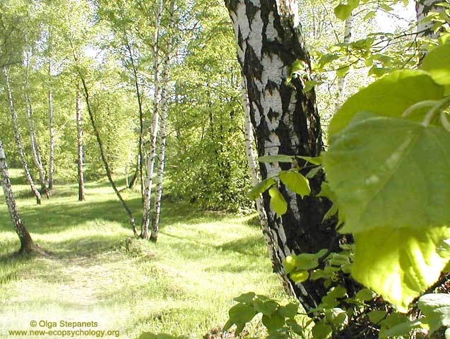 Берёза пушистая (Betula pubescens)