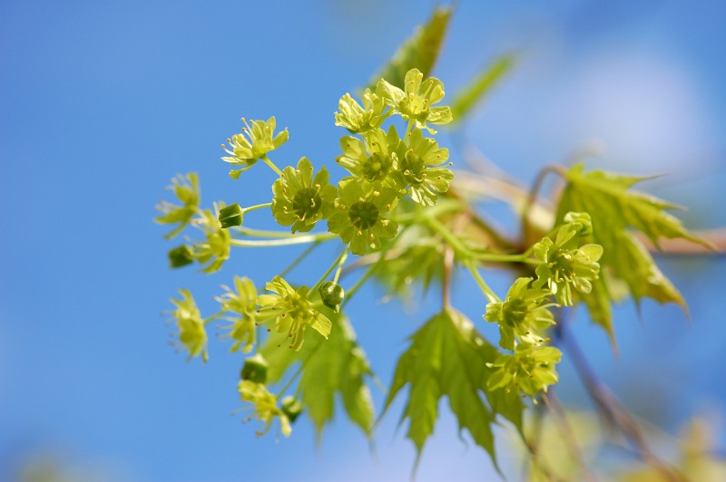 Acero riccio o platanoide (Acer platanoides)