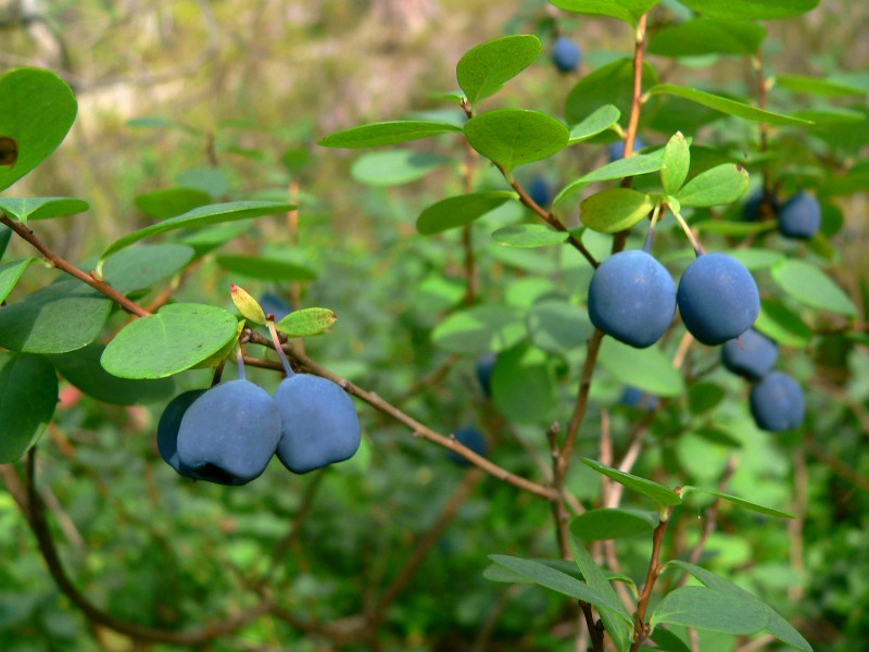 Bog Bilberry or Northern Bilberry (Vaccinium uliginosum)