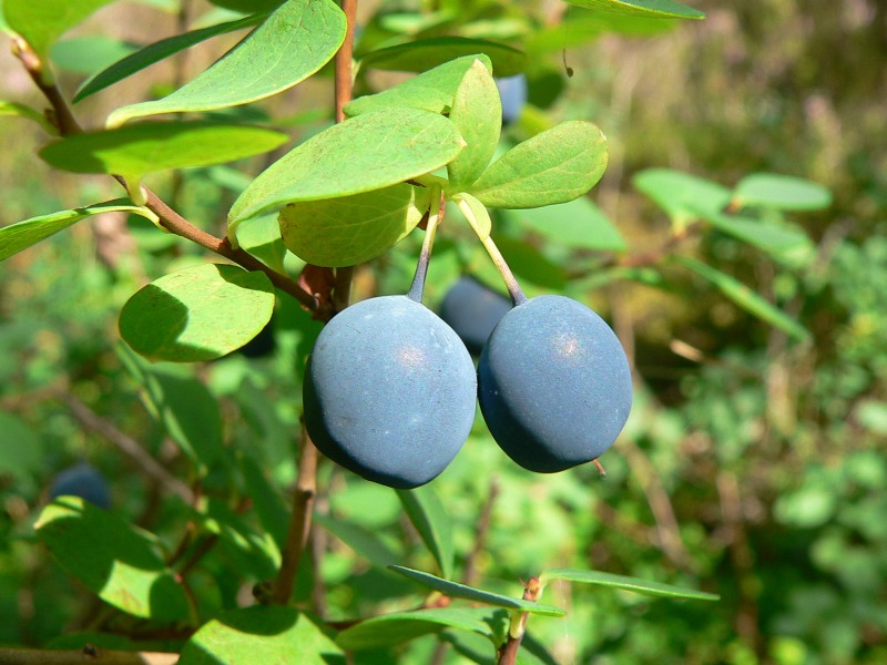 Голубика (Vaccinium uliginosum)