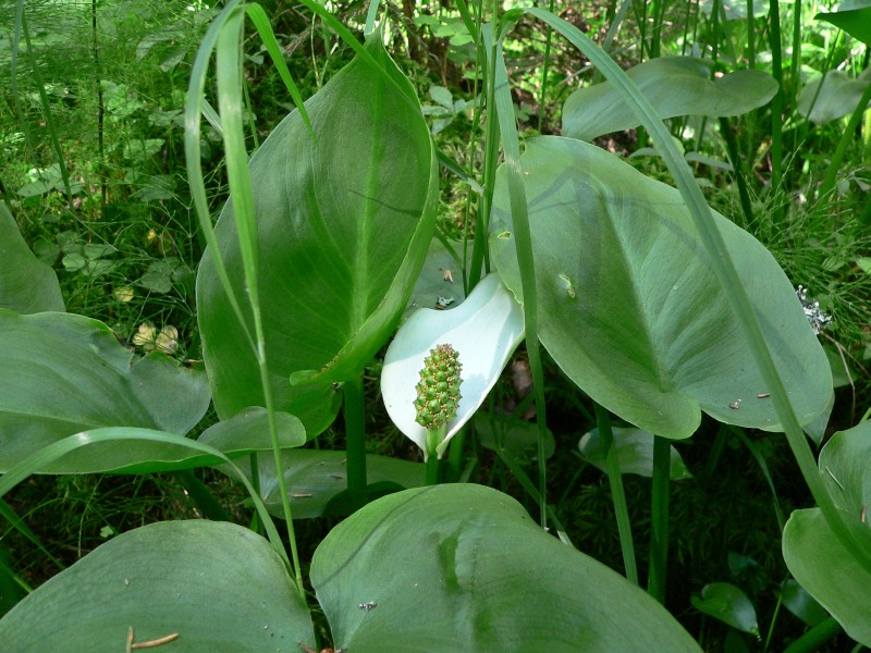 Vehka (Calla palustris)