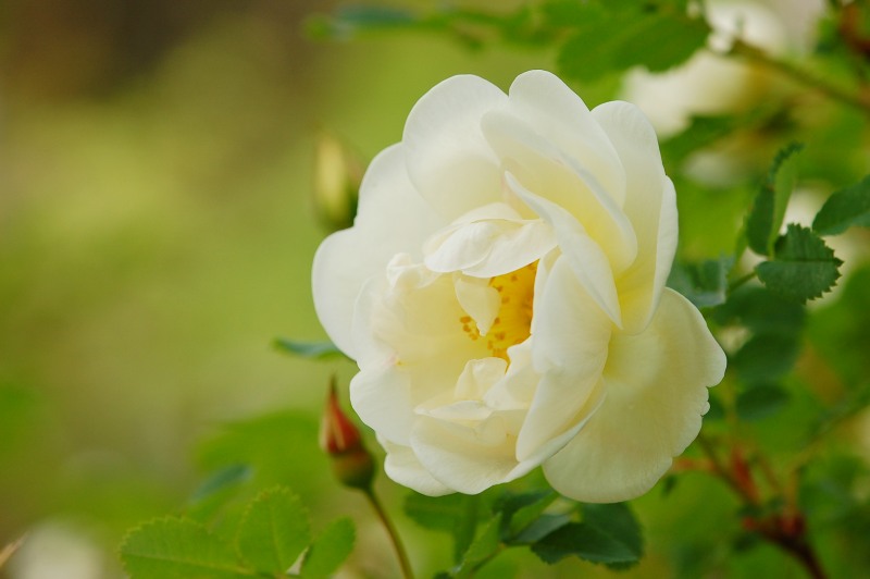 Pimpinellaruusu eli juhannusruusu (Rosa pimpinellifolia)