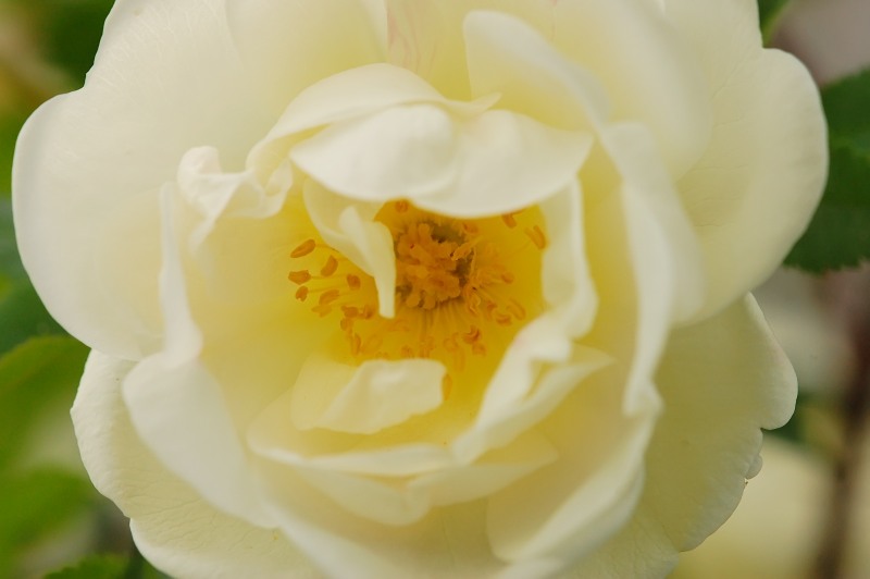 Pimpinellaruusu eli juhannusruusu (Rosa pimpinellifolia)