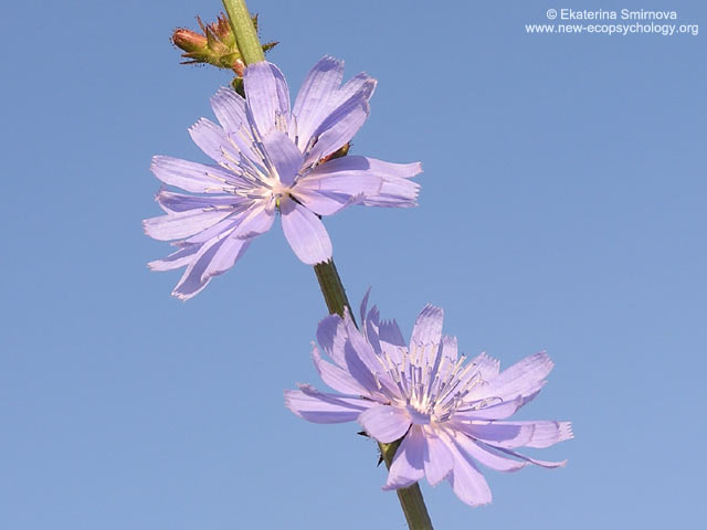 Chicory (Cichorium intybus)