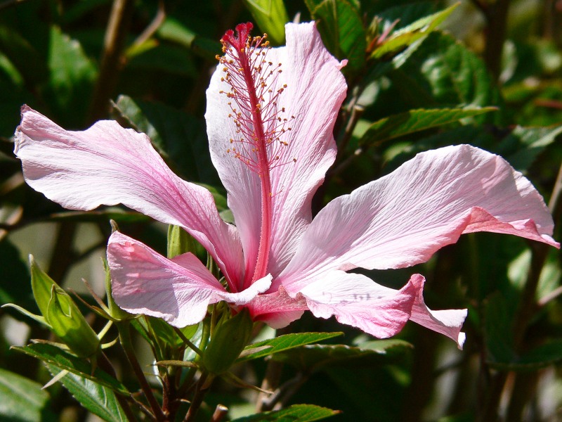 Rosa china, Cucarda, (Hibiscus rosa-sinensis)