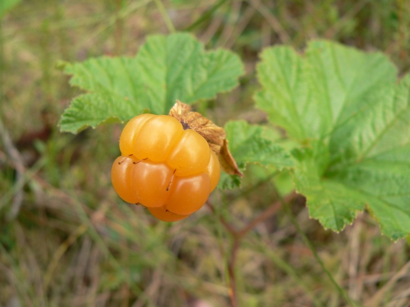 Морошка (Rubus chamaemorus)