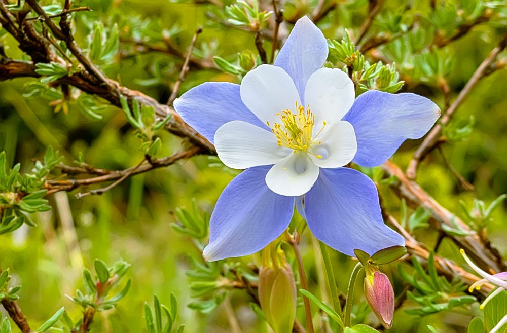 Водосбор голубой, или Аквилегия голубая (Aquilegia caerulea)