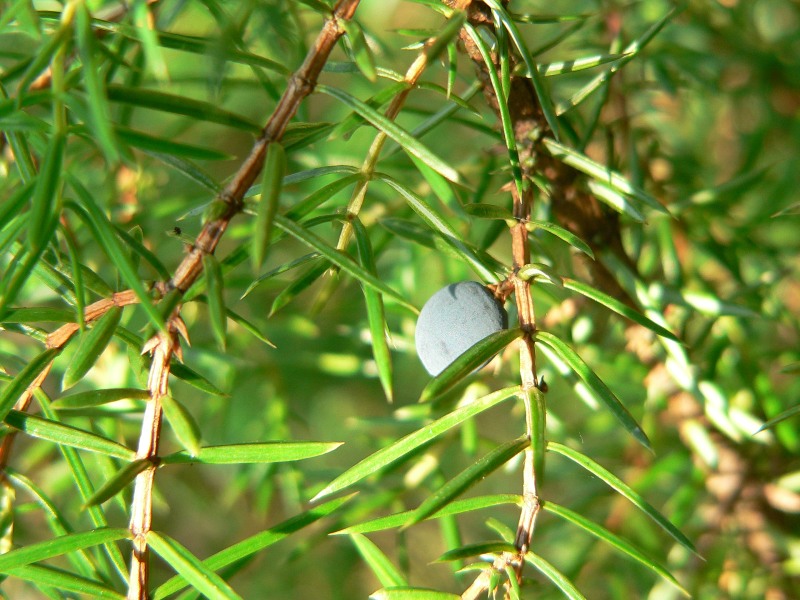 Kataja (Juniperus communis)
