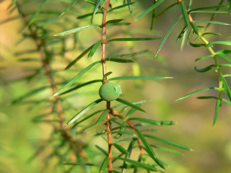 Enebro (Juniperus communis)