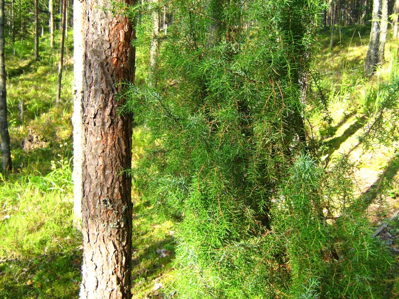 Ginepro (Juniperus communis)
