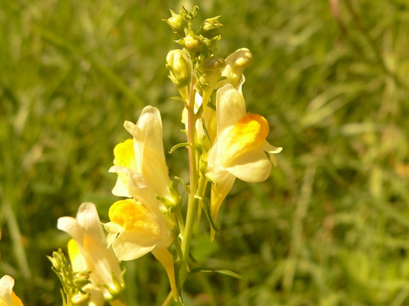 Kannusruoho (Linaria vulgaris)