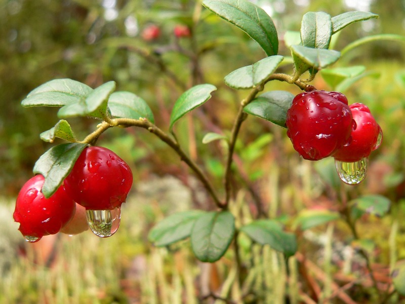Preiselbeere oder Preißelbeere (Vaccinium vitis-idaea)