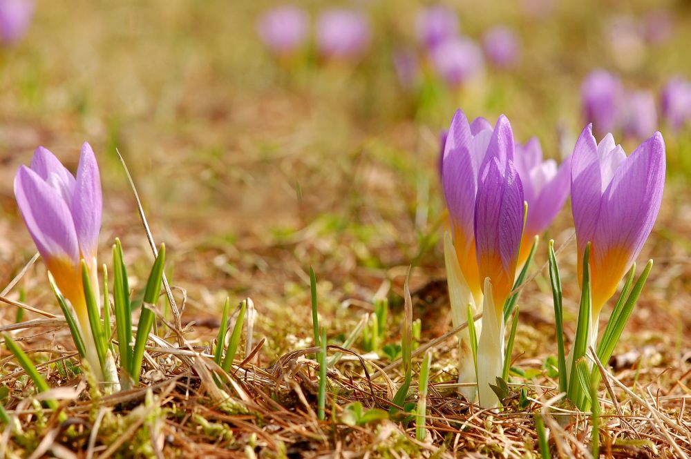 Zafferano vero (Crocus sativus)