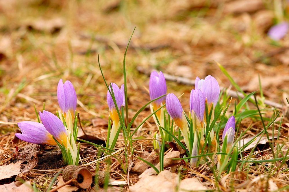 Azafrán (Crocus sativus)