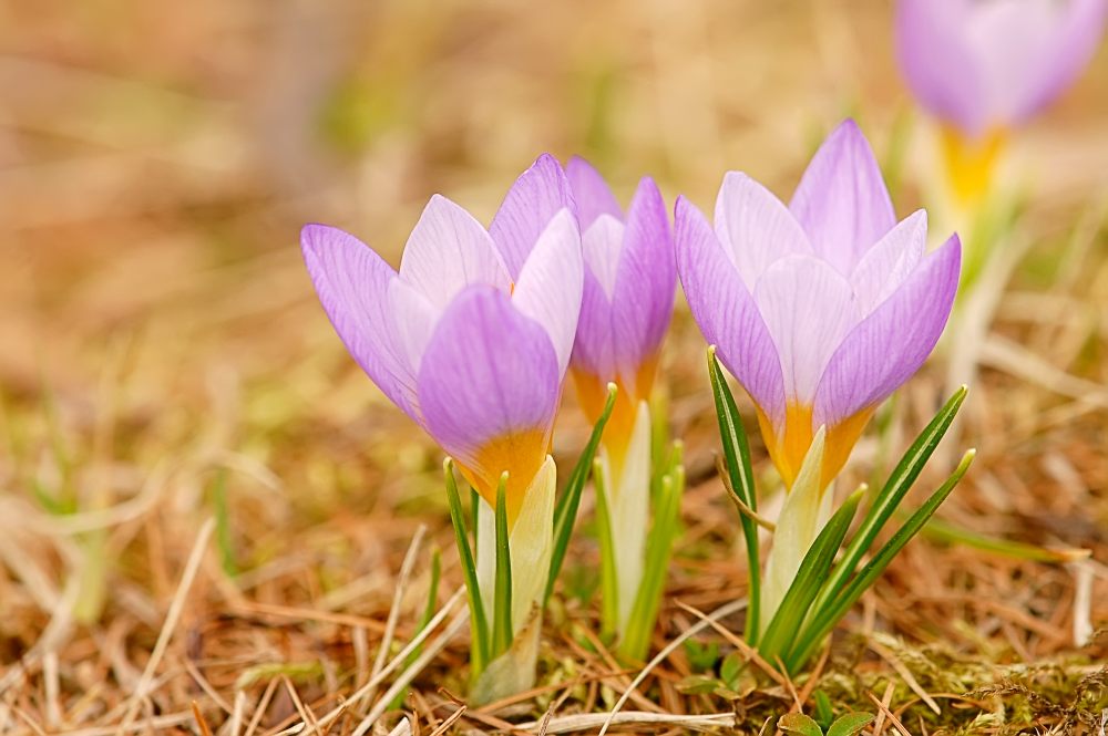 Zafferano vero (Crocus sativus)