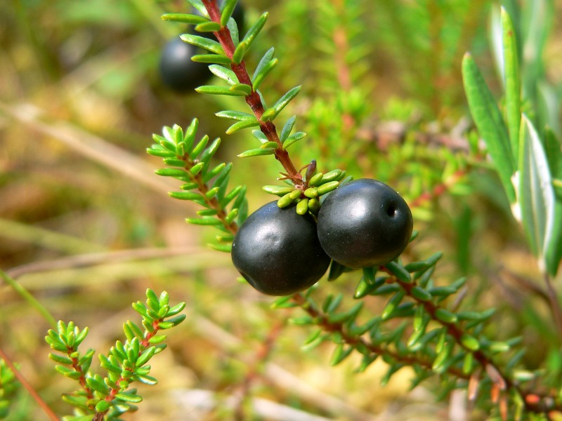 Black crowberry (Empetrum nigrum)
