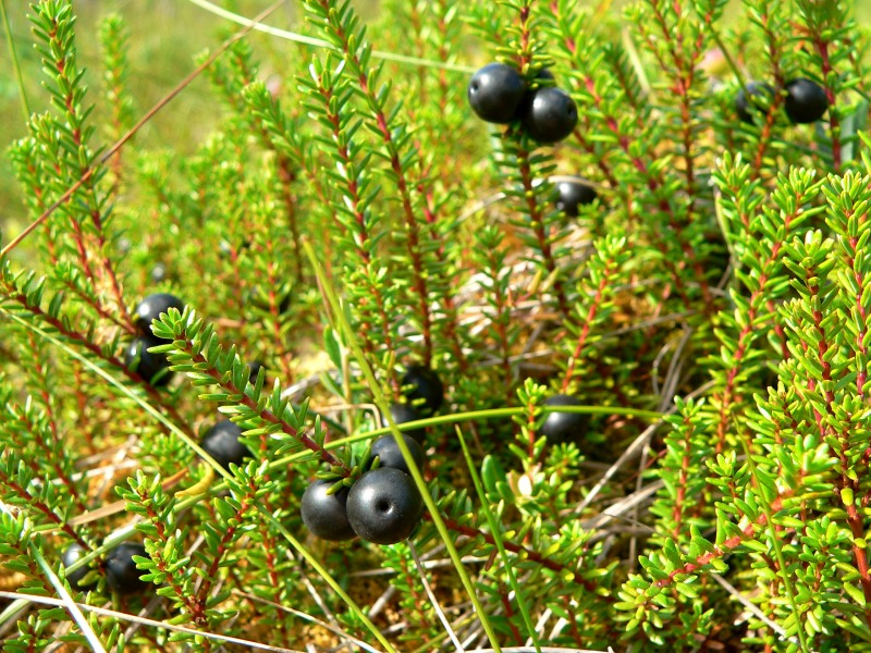 Водяника чёрная, или черноплодная (Empetrum nigrum)