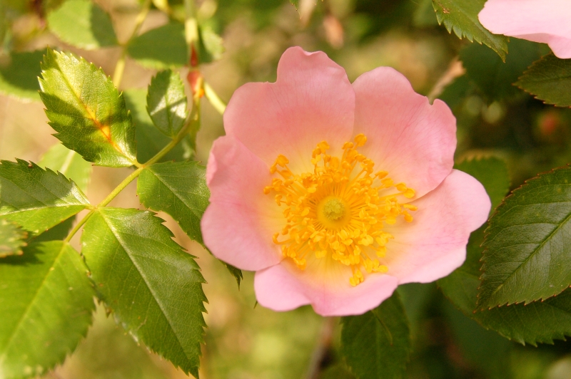 Escaramujo, agavanzo (Rosa canina)