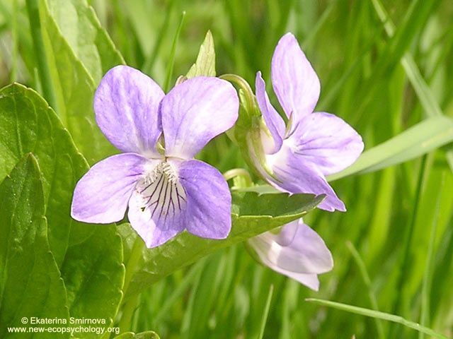 Violeta (Viola riviniana)