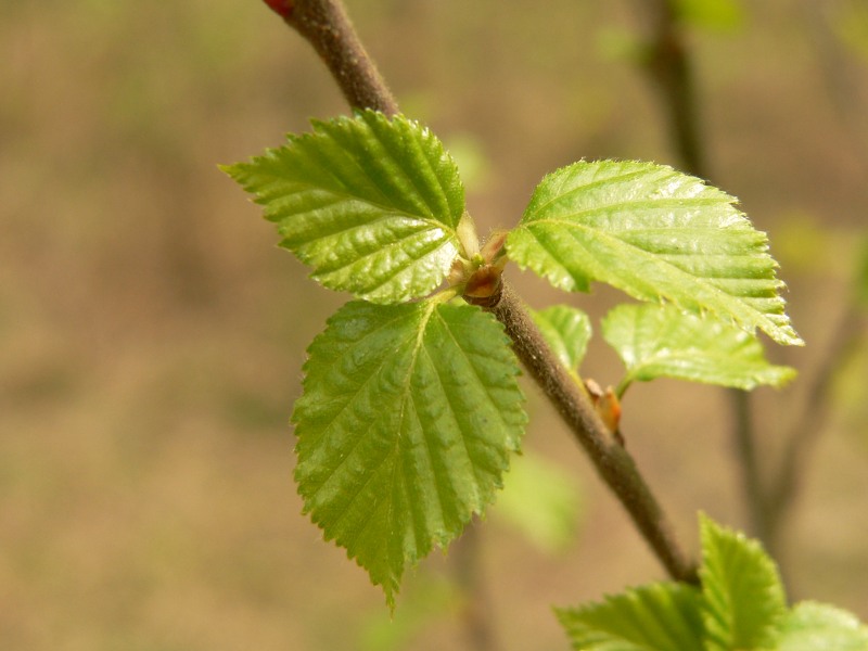 Downy Birch (Betula pubescens)