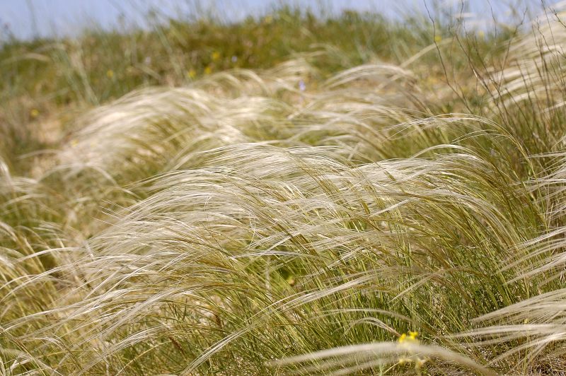 Feather Grass (Stipa pennata)