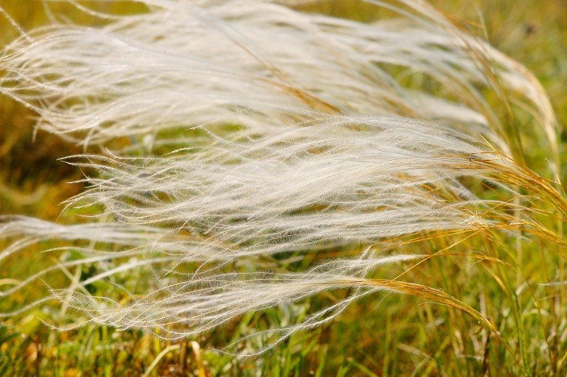 Feather Grass (Stipa pennata)