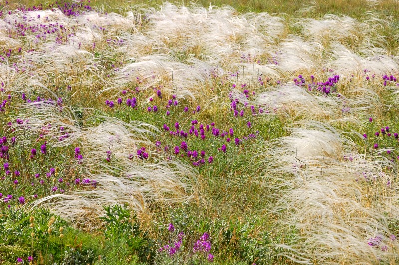 Stipe à feuilles pennées (Stipa pennata)