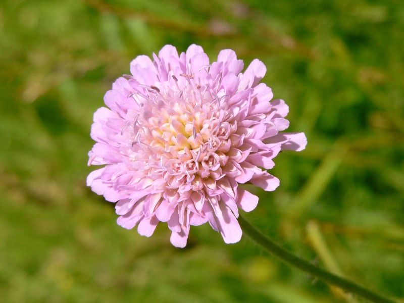 Acker-Witwenblume (Knautia arvensis)