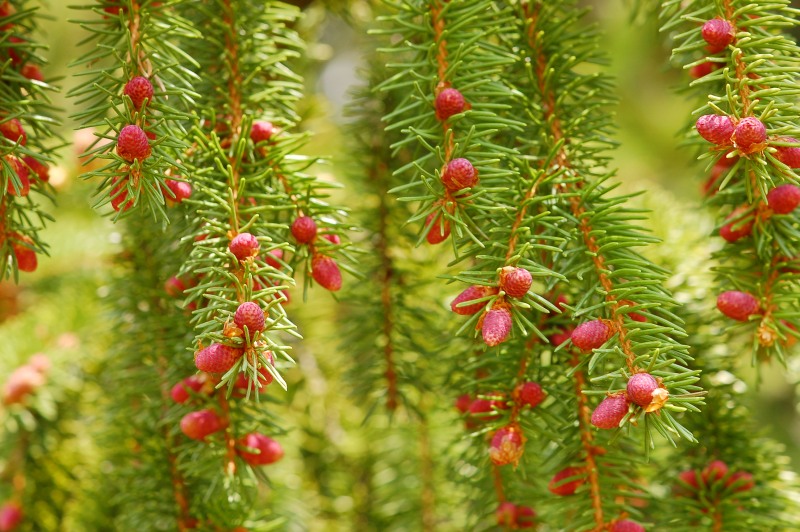 Épicéa commun (Picea abies)