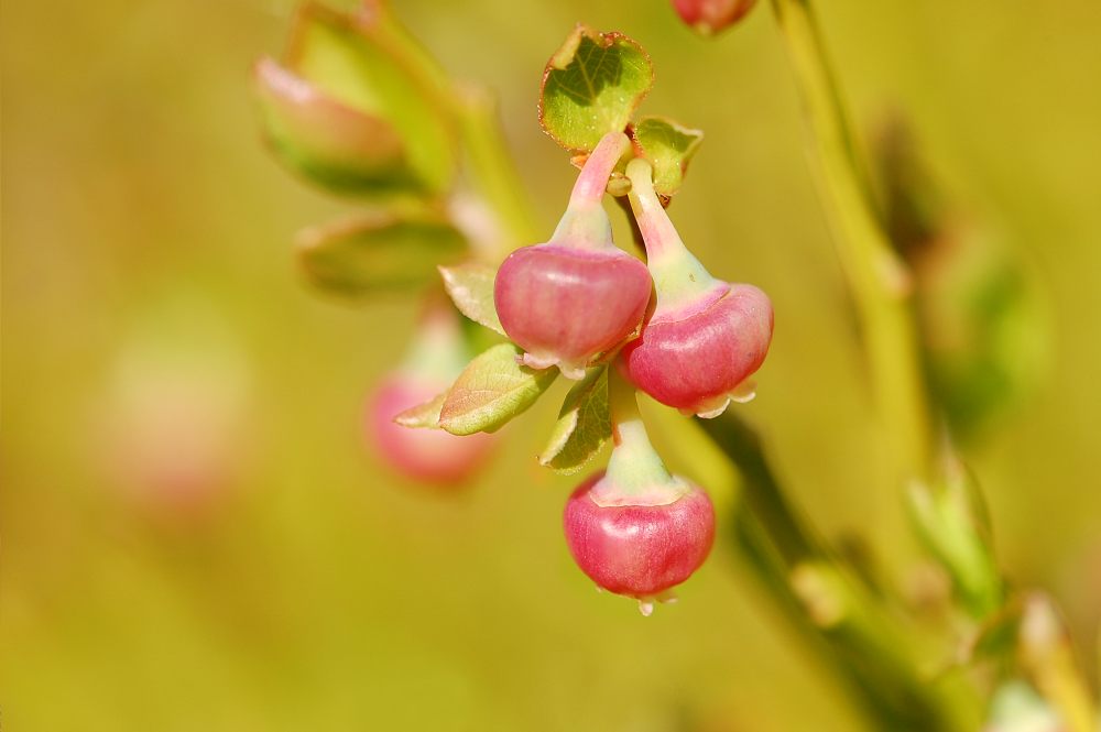 Flowering bilberry-bush