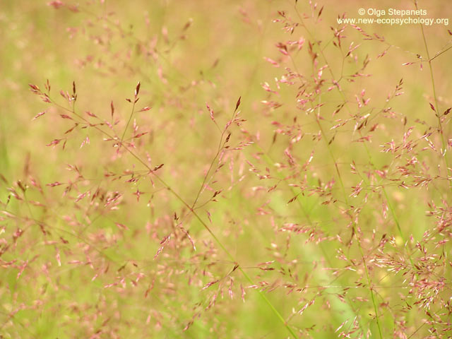 Rough Meadow-grass, Fowl Grass (Poa trivialis)