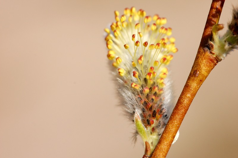 Salicone (Salix caprea)