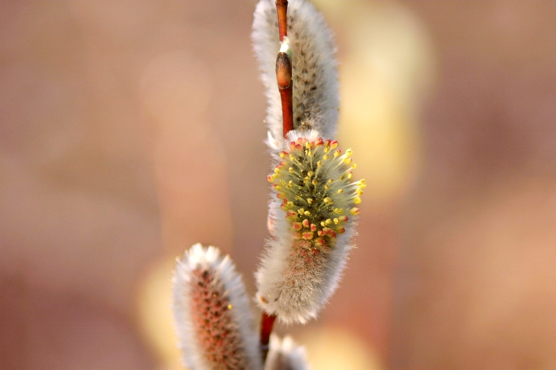 Saule marsault (Salix caprea)