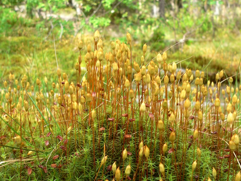 Common Haircap Moss (Polytrichum commune)