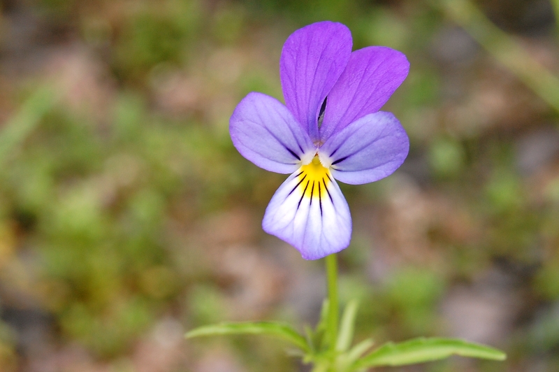 Pensée sauvage (Viola tricolor)
