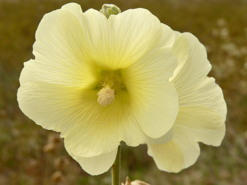 Шток-роза морщинистая (Мальва морщинистая) (Alcea rugosa)
