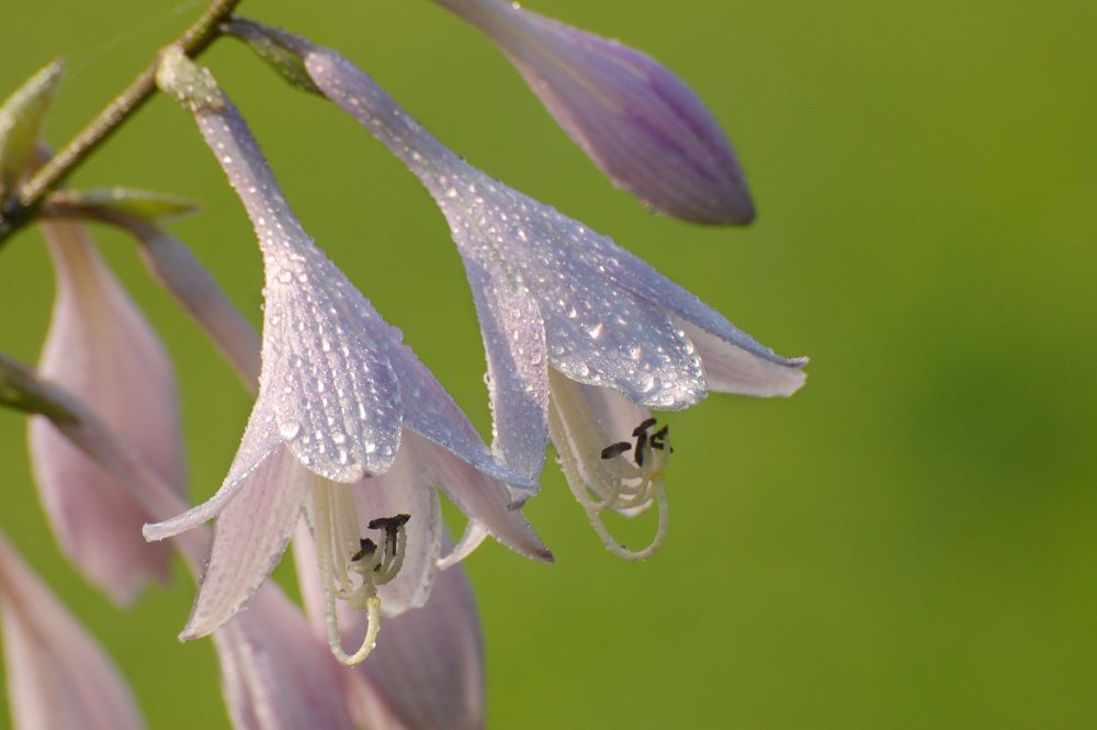 紫玉簪 (Hosta albo-marginata)