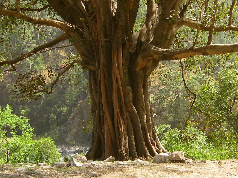 Banyan-Feige, Banyanbaum (Ficus benghalensis)