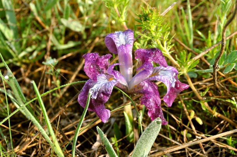 Zwerg-Schwertlilie (Pygmy iris)